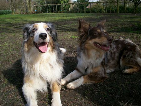 Australian Shepherd Hunde Foto 33400 in höherer Auflösung ansehen Australian Shepherd Das sind Mimi und Balu.. 2 Aussies..
