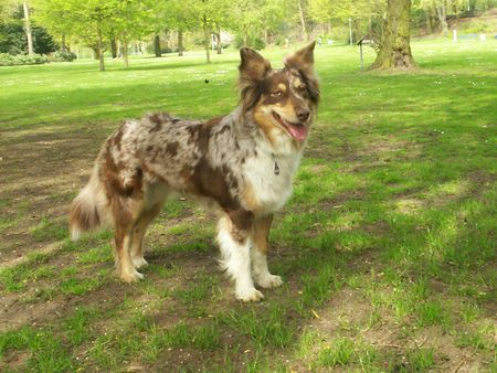 Australian Shepherd Hunde Foto 33343 in höherer Auflösung ansehen Australian Shepherd Aussie Hündin Mimoe