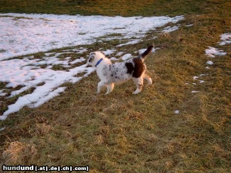 Australian Shepherd Hunde Foto 19886 Australian Shepherd Puschkin jagt