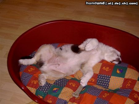 Australian Shepherd Hunde Foto 19885 Australian Shepherd typische Schlafstellung