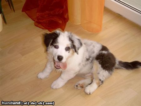 Australian Shepherd Hunde Foto 19884 Australian Shepherd Puschkin 12 Wochen