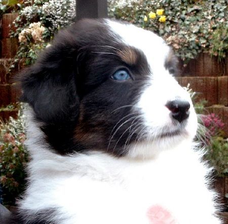 Australian Shepherd Hunde Foto 31337 in höherer Auflösung ansehen Australian Shepherd Armani - mein neues BABY !!! ;o)))