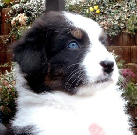 Australian Shepherd Armani - mein neues BABY !!! ;o)))