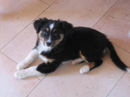 Australian Shepherd Hunde Foto 38913 in höherer Auflösung ansehen Australian Shepherd Tonia