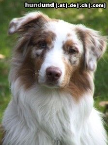 Australian Shepherd Hunde Foto 4744 Australian Shepherd Absolutly Magic Archimedes