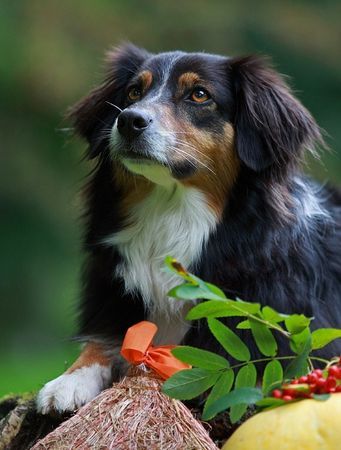 Australian Shepherd Hunde Foto 43096 in höherer Auflösung ansehen Australian Shepherd Sydney