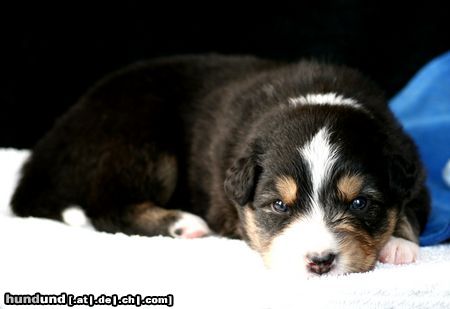 Australian Shepherd Hunde Foto 44809 Australian Shepherd Nayeli Baby