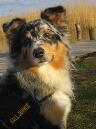Australian Shepherd Hunde Foto 41776 in höherer Auflösung ansehen Australian Shepherd Luke