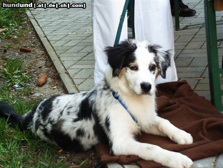 Australian Shepherd Hunde Foto 21956 Australian Shepherd Puschkin 18 Wochen