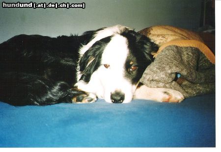 Australian Shepherd Hunde Foto 24314 in höherer Auflösung ansehen Australian Shepherd Das ist mein Hund