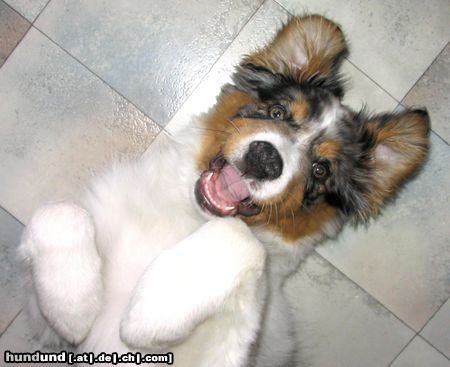 Australian Shepherd Hunde Foto 8955 Australian Shepherd gestatten....JACK