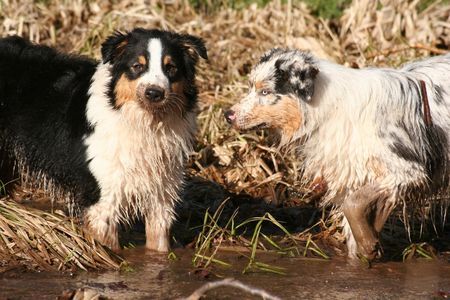 Australian Shepherd Hunde Foto 41209 in höherer Auflösung ansehen Australian Shepherd Schmutzfinken