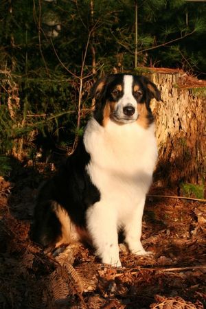 Australian Shepherd Hunde Foto 41223 in höherer Auflösung ansehen Australian Shepherd Nanouk