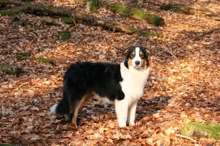 Australian Shepherd Hunde Foto 41225 in höherer Auflösung ansehen Australian Shepherd Nanouk
