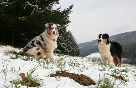 Australian Shepherd Hunde Foto 41557 in höherer Auflösung ansehen Australian Shepherd Yuma und Nanouk