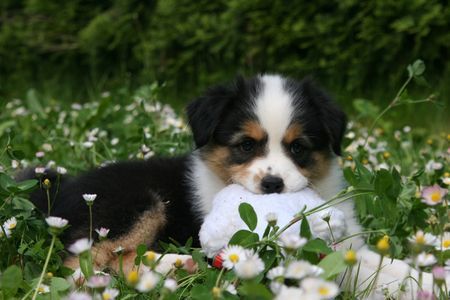 Australian Shepherd Hunde Foto 41946 in höherer Auflösung ansehen Australian Shepherd Creekvalley Aponi