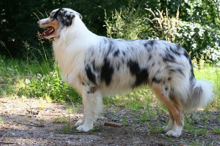 Australian Shepherd Hunde Foto 42137 in höherer Auflösung ansehen Australian Shepherd Yuma 10.6.2008