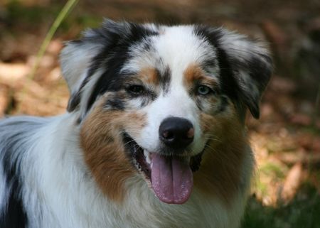 Australian Shepherd Hunde Foto 42138 in höherer Auflösung ansehen Australian Shepherd Yuma 10.6.2008