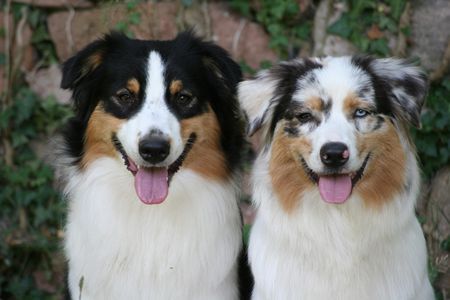 Australian Shepherd Hunde Foto 42629 in höherer Auflösung ansehen Australian Shepherd Nanouk und Yuma