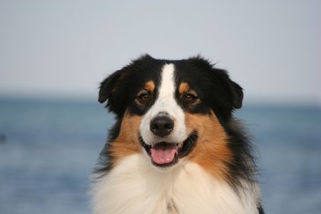 Australian Shepherd Hunde Foto 43153 in höherer Auflösung ansehen Australian Shepherd Nanouk an der Ostsee