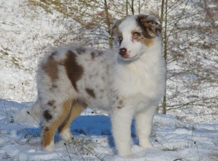 Australian Shepherd Hunde Foto 43592 in höherer Auflösung ansehen Australian Shepherd Teagan mit 14 Wochen