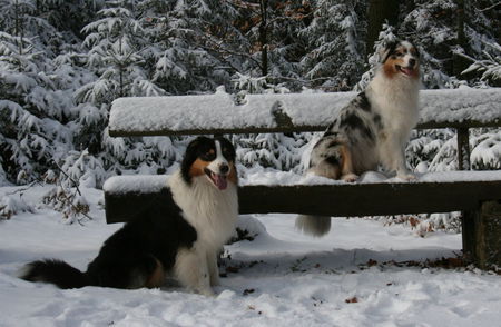 Australian Shepherd Hunde Foto 43754 in höherer Auflösung ansehen Australian Shepherd Yuma und Nanouk