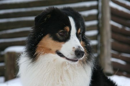 Australian Shepherd Hunde Foto 43756 in höherer Auflösung ansehen Australian Shepherd Nanouk