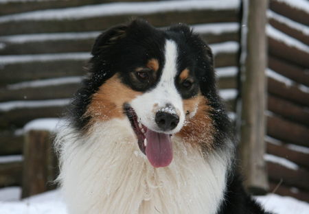 Australian Shepherd Hunde Foto 43757 in höherer Auflösung ansehen Australian Shepherd Nanouk