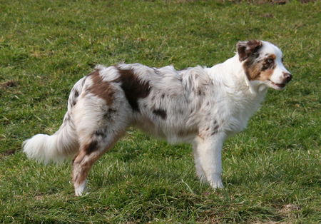 Australian Shepherd Hunde Foto 43963 in höherer Auflösung ansehen Australian Shepherd Teagan fast 6 Monate alt