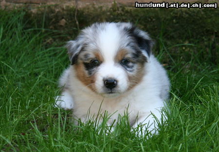 Australian Shepherd Hunde Foto 44315 in höherer Auflösung ansehen Australian Shepherd Lenny 6 Wochen alt