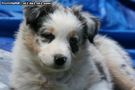 Australian Shepherd Hunde Foto 44623 in höherer Auflösung ansehen Australian Shepherd Creekvalley Blueprint