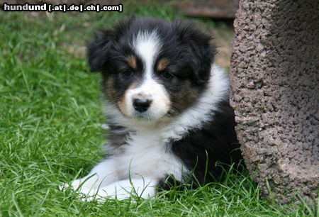 Australian Shepherd Hunde Foto 44624 in höherer Auflösung ansehen Australian Shepherd Creekvalley Blaze of Glory