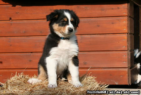 Australian Shepherd Hunde Foto 44435 in höherer Auflösung ansehen Australian Shepherd Creekvalley Big in Japan