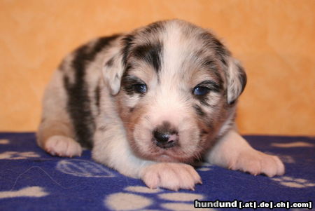 Australian Shepherd Hunde Foto 44676 Australian Shepherd Creekvalley Call me Hero 17 Tage alt