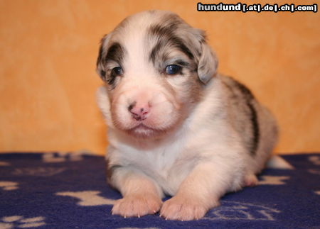 Australian Shepherd Hunde Foto 44675 in höherer Auflösung ansehen Australian Shepherd Creekvalley Crystal Palace 17 Tage alt