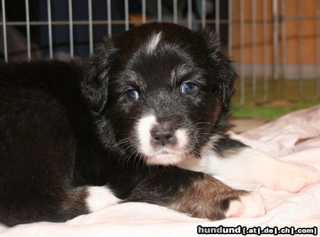 Australian Shepherd Hunde Foto 44714 in höherer Auflösung ansehen Australian Shepherd Creekvalley Choco Mystery
