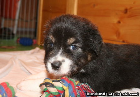 Australian Shepherd Hunde Foto 44715 in höherer Auflösung ansehen Australian Shepherd Creekvalley Coconut Dream