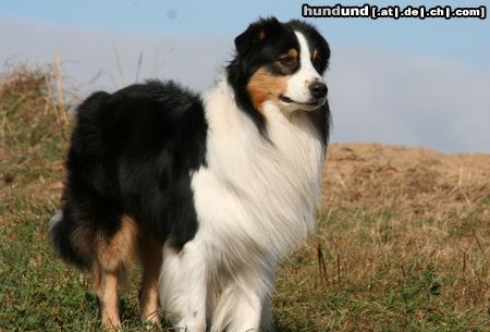 Australian Shepherd Hunde Foto 44988 in höherer Auflösung ansehen Australian Shepherd Gnome Hills Sun King