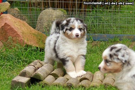 Australian Shepherd Creekvalley Desert Blue