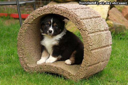 Australian Shepherd Creekvalley Dragonheart