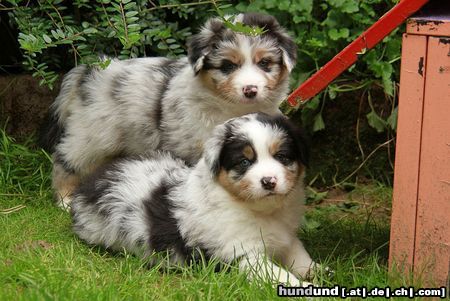 Australian Shepherd 6 Wochen alt