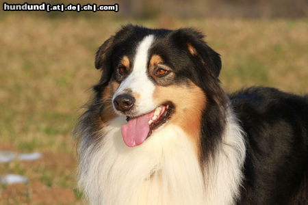 Australian Shepherd Hunde Foto 46256 in höherer Auflösung ansehen Australian Shepherd Nanouk