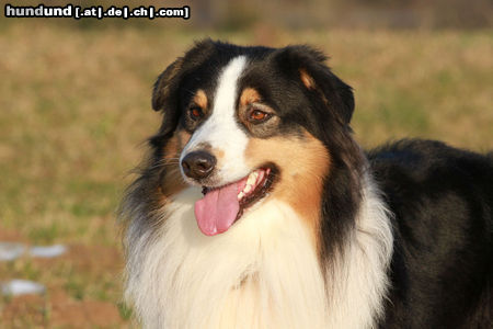 Australian Shepherd Nanouk