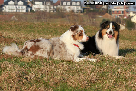 Australian Shepherd Teagan & Nanouk