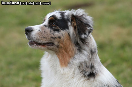 Australian Shepherd Creekvalley Days of Thunder 