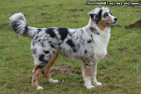 Australian Shepherd Hunde Foto 46306 in höherer Auflösung ansehen Australian Shepherd Creekvalley Days of Thunder \