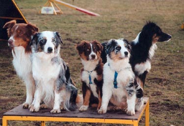 Australian Shepherd Hunde Foto 557 Australian Shepherd Großvater, Großmutter, 2 Enkerl und Mutter