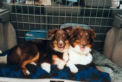 Australian Shepherd Hunde Foto 558 Australian Shepherd Some Kind of Magic's Adinda und Crystalgene's Got Milk