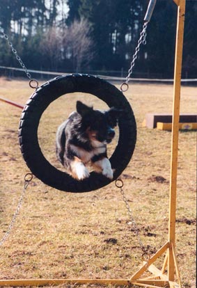 Australian Shepherd Hunde Foto 560 Australian Shepherd Western Recall's Amy Rica durch den Reifen