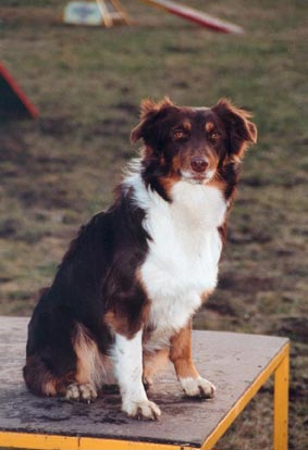 Australian Shepherd Hunde Foto 561 Australian Shepherd Crystalgene's Got Milk